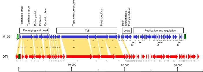 Fig. 2. Organization of Streptococcus mutans phage M102 genome and comparison with the genome from Streptococcus thermophilus phage DT1 (Accession number NC_002072)