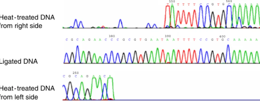 Fig. 5. Determination of the cos site of phage M102. The last base at each termination point of the sequence (T in the upper sequence and A in the lower sequence) is not present in the ligated DNA and caused by the DNA polymerase used for sequencing, which