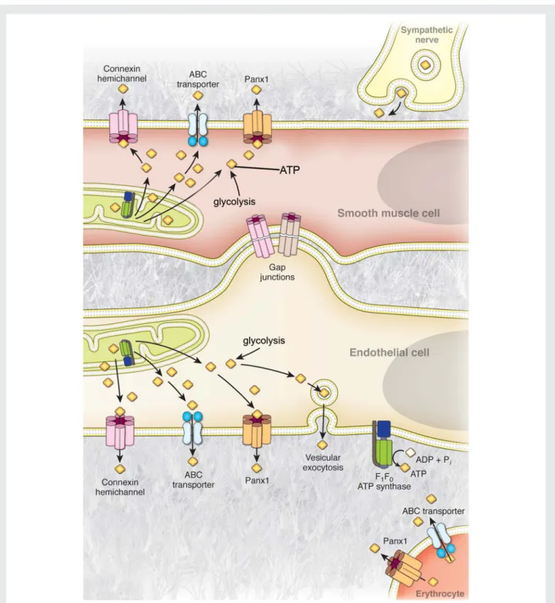 Figure 1 Mechanisms of ATP release from cells of the blood vessel wall. Representative illustration of the currently proposed mechanisms of ATP release from endothelial cells, vascular smooth muscle cells, perivascular sympathetic nerves, and circulating e