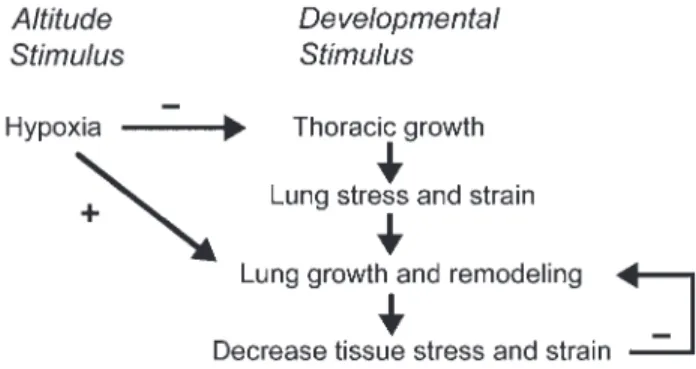 Fig. 1 Hypoxia interacts with developmental signals of lung growth. During development, the enlarging bony thorax exerts mechanical stress and strain on lung tissue, activating a cascade of cellular events associated with lung growth, which in turn reduces