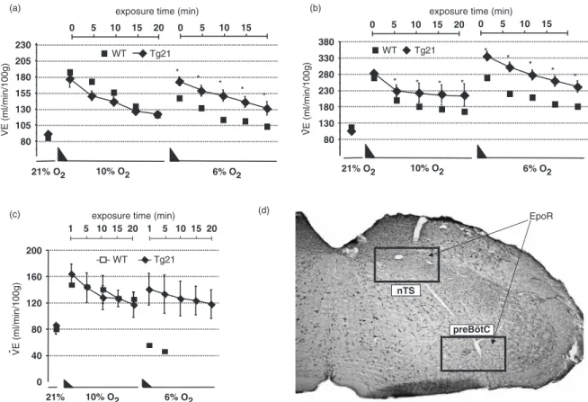 Fig. 3 The Tg21 mouse line overexpressing Epo in brain shows HVR to acute (A) and after chronic (B) hypoxia