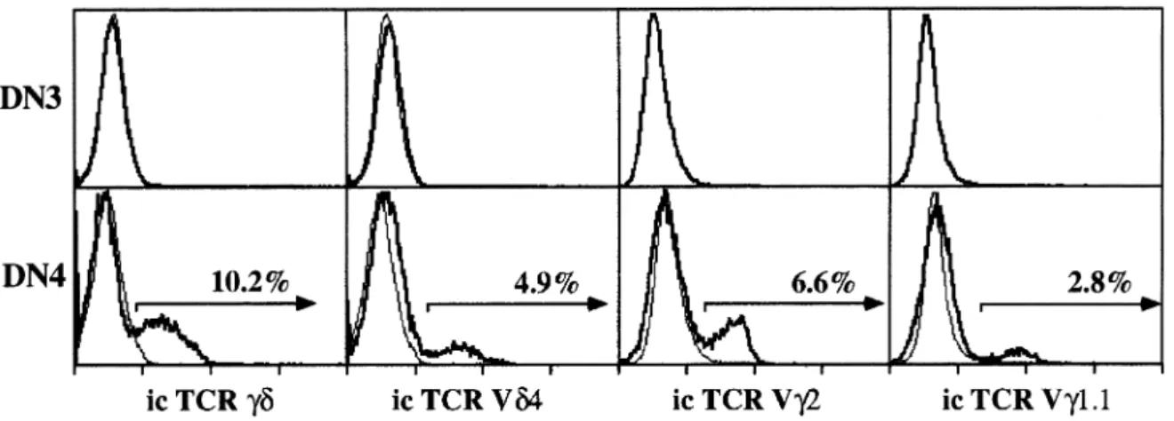 Fig. 5. Intracellular TCR V γ and V δ expression is first detected in DN4 thymocytes. Purified DN thymocytes were stained as for Fig