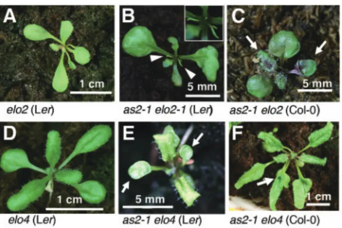 Fig. 4 Mutations in genes for various components of the Elongator complex enhanced adaxial–abaxial defects of as2-1 leaves