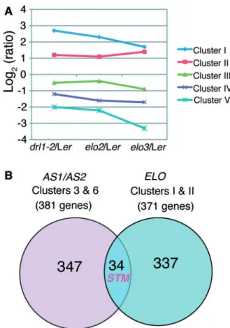 Fig. 6 Introduction of the rdr6 or the ago7 mutation into the east1-1 as2 double mutant enhanced the adaxial defects