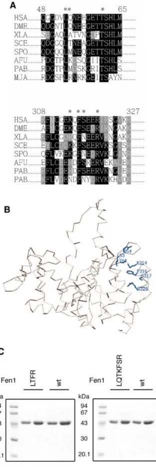 Figure 1. The amino acids in the extrahelical 3¢-¯ap pocket of human Fen1.
