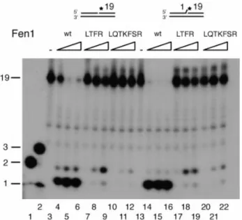 Fig. 3A). With the `physiological' complementary 3¢-¯ap substrate the product was mainly 1 nt longer (22 nt) than with Fen1 wt and only a small proportion of the correct 21 nt product was made (compare lanes 12±14 of Fig