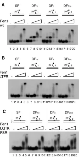 Figure 4. Both human Fen1 extrahelical 3¢-¯ap pocket mutants have lost speci®c binding to double-¯ap DNA