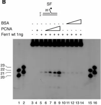 Figure 5. Both human Fen1 extrahelical 3¢-¯ap pocket mutants can interact and be stimulated by PCNA, but the normal cleavage pattern cannot be restored.