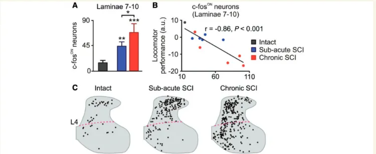 Figure 8 Locomotor activity engaged an aberrant neuronal population in the chronic stage of severe SCI