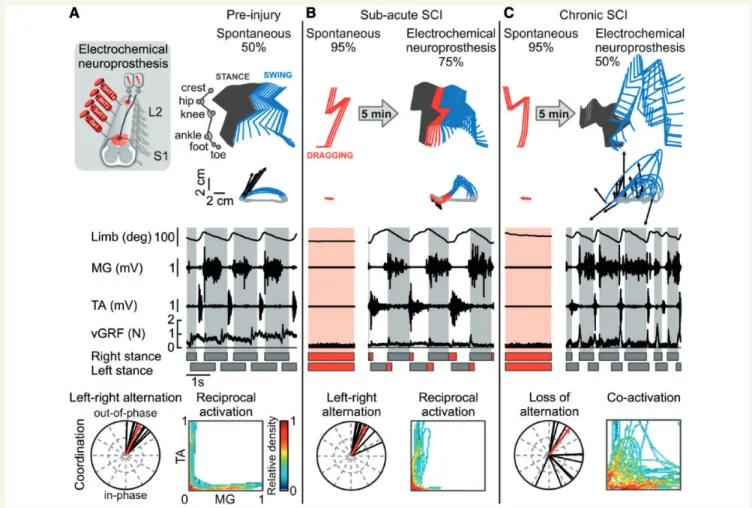 Figure 1 The staggered lateral hemisection SCI led to deterioration of locomotor function in the chronic stage