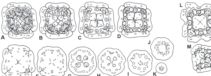 Figs 1M and 25). Sepals have a broad base (all), they are involute-valvate, the involute parts of adjacent sepals postgenitally coherent by cuticular (and cellular) dentation;