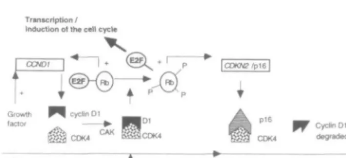 Figure 2. Model for Gl restriction-point control by cyclin Dl: