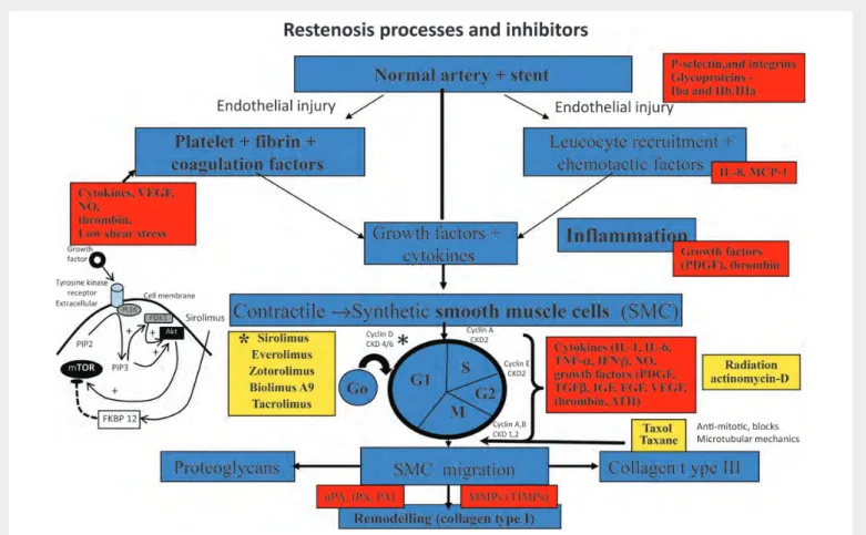 Figure 3 Overview of the molecular mechanisms of restenosis and their inhibitors. The normal coronary artery is injured secondarily from ballooning and stenting resulting in endothelial cells (EC) loss followed by mural thrombus consisting of platelet aggr