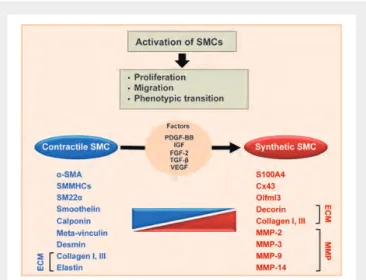 Figure 5 Schema showing smooth muscle cell phenotypic changes after stent implantation