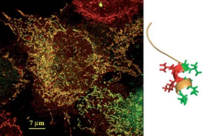 Figure 3 Human truncated procathepsin B in mitochondria.
