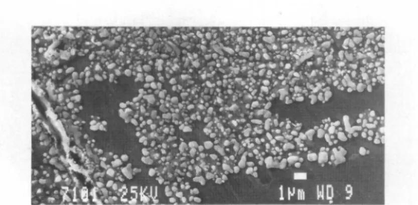 Fig. 1: SEM micrograph ot a Cu3Zr alloy (UHV fractured, 10 hours annealed at 200C at 1 bar