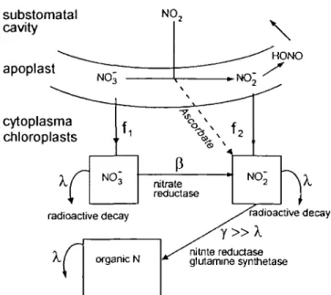 Fig. 3. Linear model of trapping and assimilation of  13 NO 2 -N by spruce needles. The model assumes that influx of nitrite and nitrate are constant with time, that nitrate reduction limits nitrate assimilation and that incorporation of nitrite into the o