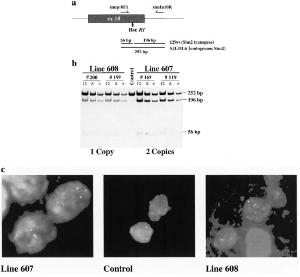 Figure 1. Detection and estimation of the Sim2 BAC transgene copy numbers in lines 607; TgN(Sim2)1Sagu and 608; TgN(Sim2)2Sagu