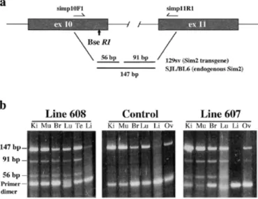 Figure 2. Analysis of Sim2 BAC transgene expression in lines 607;