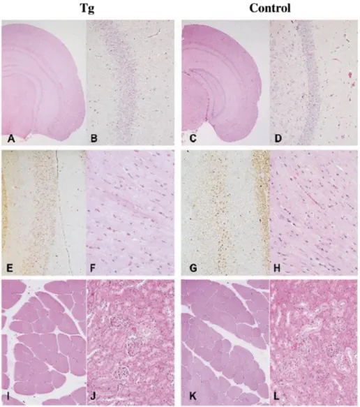 Figure 3. Histological analysis of Sim2 transgenic mice (data from line 607 [TgN(Sim2)1Sagu]) (left two panels) and wild-type (right two panels) tissues