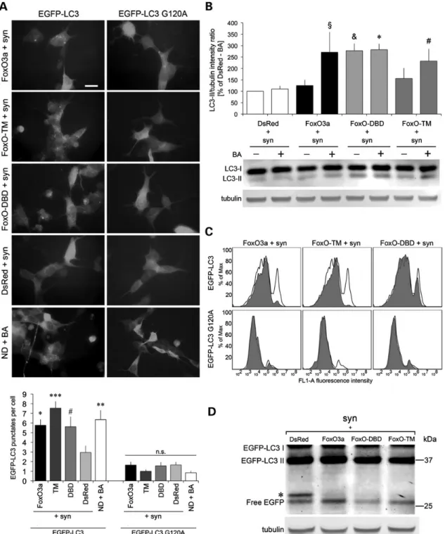 Figure 7. FOXO3 increases autophagic flux, and the dominant-negative FoxO-DBD inhibits lysosomal degradation in SH-SY5Y cells expressing a-synuclein