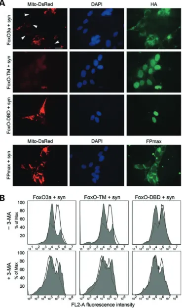 Figure 8. Active forms of FOXO3, but not FoxO-DBD, reduce the overall number of Mito-DsRed-labeled mitochondria in SH-SY5Y-expressing a-synuclein