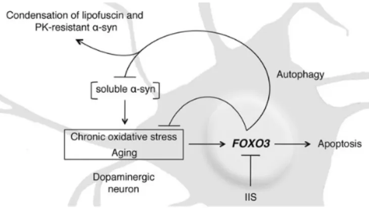 Figure 9. Proposed model for the role of FOXO3 in a -synuclein proteotoxicity.