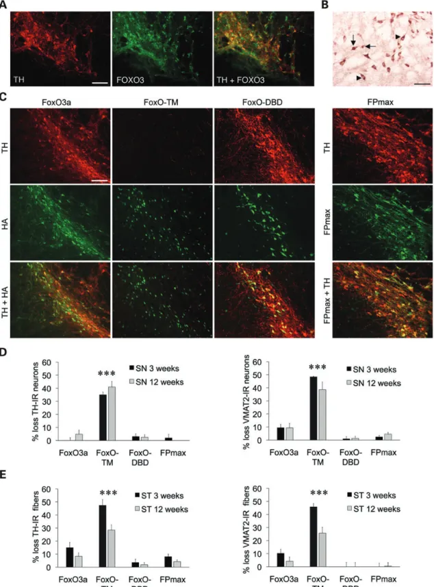 Figure 1. FOXO3 is endogenously expressed in rat nigral neurons, and constitutive FOXO3 activity leads to acute loss of neurons positive for DA markers