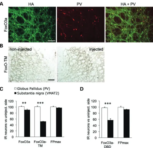 Figure 3. Pallidal PV neurons are less vulnerable to modulation of FOXO3 activity. AAV2/6 vectors modulating FOXO3 activity and the control FPmax vector were injected in the GP, analyzed 3 weeks later