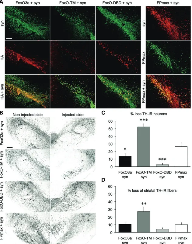 Figure 4. FOXO3 activity determines the fate of nigral DA neurons overexpressing human a-synuclein