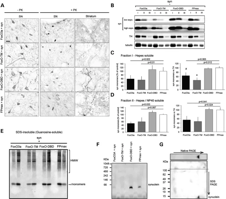 Figure 5. FOXO3 activity determines the accumulation and aggregation of a-synuclein in the nigrostriatal system