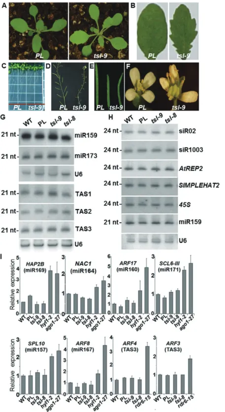 Figure 3. Developmental defects and analysis of endogenous small RNA accumulation or activity in tsl mutants