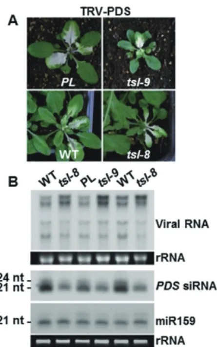 Figure 4. Effects of TSL on viral RNA accumulation. (A) Phenotypes of TRV-PDS-infected PL, WT, tsl-9 and tsl-8 plants