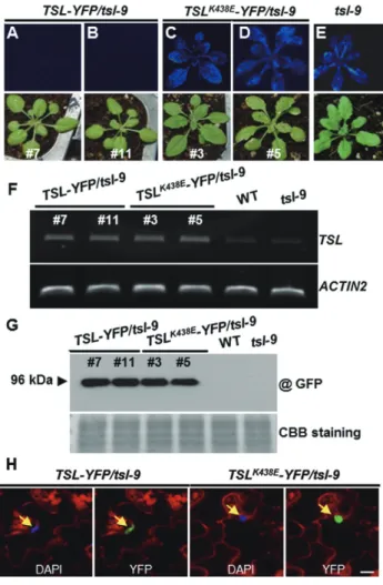 Figure 5. TSL kinase activity is required for LUC silencing. (A–E) LUC si- si-lencing phenotype in 35S promoter driven transgenic TSL-YFP / tsl-9 (A–