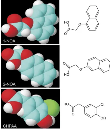 Fig. 6. Molecular structure of synthetic auxin influx inhibitors 1- 1-NOA, 2-1-NOA, and CHPAA