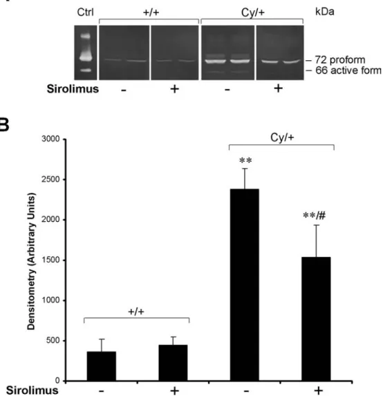 Fig. 3. (A) Zymography showed increased activities of pro- and active forms of MMP-2 (72 and 66 kDa respectively) in untreated heterozygous (Cy/ + ) rats compared with untreated wild-type ( + / + ) rats