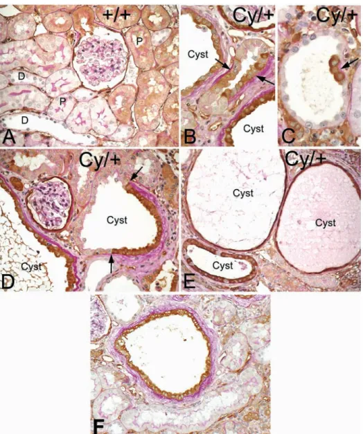 Fig. 4. Immunohistochemistry for MMP-2 in kidney sections. In wild-type ( + / + ), the segments S1 and S2 of the proximal (P) tubule display a weak immunoreactivity; the segment S3 and the distal (D) tubule are negative (A)
