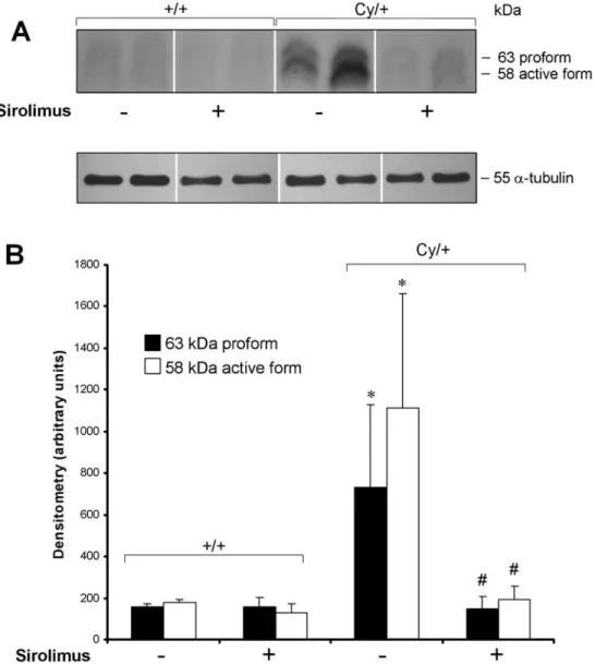 Fig. 5. MMP-14 protein expression. (A) Western blot analysis and (B) densitometry showed an increase of pro- and active forms of MMP-14 protein (63 and 58 kD respectively) in the kidneys of untreated heterozygous (Cy/ + ) rats compared with untreated wild-