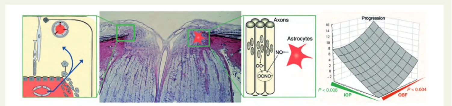 Figure 8 In the optic nerve head (ONH) (second from left), the blood – brain barrier is partly abrogated by the proximity to the fenestrated vessels of the choroid (left)