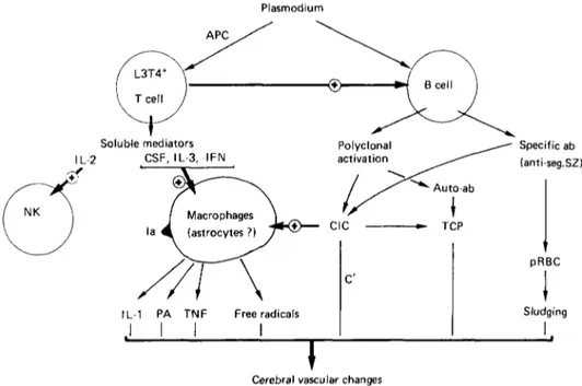 Fig. 3. Schematic representation of various mechanisms by which L3T4 +  T cells can lead to the triggering of cerebral vascular changes (see text for discussion)