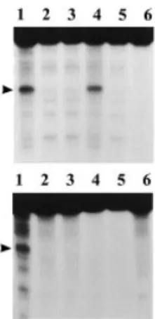 Figure 3. (Upper) Complementation assay using recombinant RNA (clone 1 of Fig. 1) and RNase-inactivated 5-MeC-DNA glycosylase