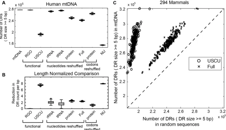Figure 3. DR counts in random DNA sequences. (A) Comparison of total DR counts in human mtDNA and eight different selectively randomized sequences