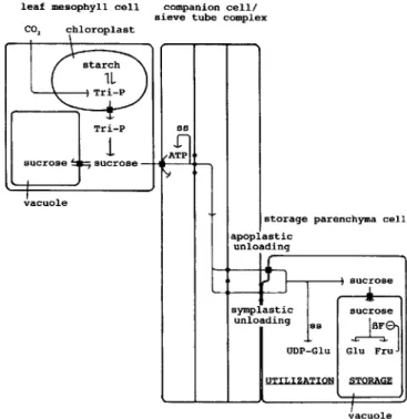 Fig. 2. Model for sucrose partitioning in carrot plants with developing tap roots. Sucrose is synthesized in leaf mesophyll cells and utilized or stored in storage parenchyma cells of the developing tap root