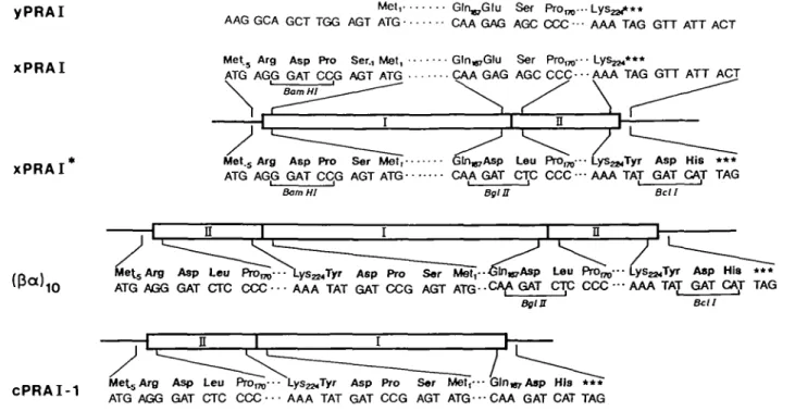Fig. 3. Construction of the gene encoding the 03a)| 0  variant of PRAI. Partial amino acid and nucleotide sequences; numbering of wild-type PRAI deduced from the TRP1 gene (Tschumper and Carbon, 1980)
