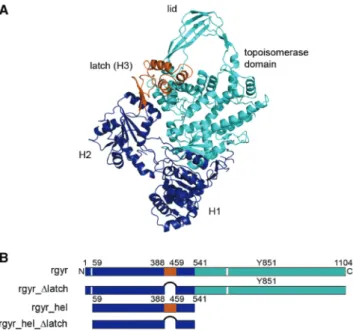 Figure 1. Reverse gyrase structure and constructs used. (A) Structure of reverse gyrase from A