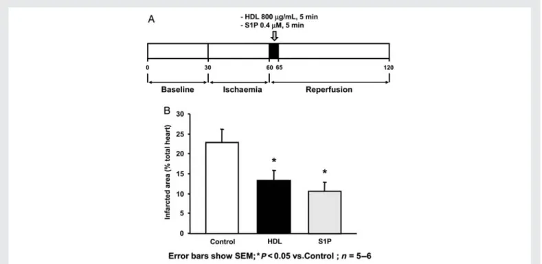 Figure 5 Infarcted area of isolated hearts submitted to ischaemia/reperfusion protocol and treated with HDL or S1P