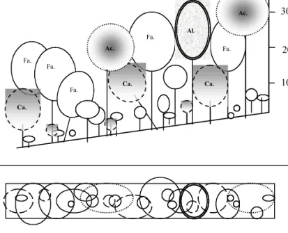 Figure 4. Structure pattern of the studied mixed beech stands (Fa. = beech, Ca. = hornbeam, Ac