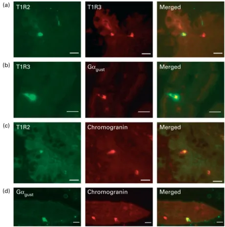 Fig. 1. Detection and localisation of T1R2, T1R3, a-subunit of G-protein gustducin (Ga gust ) and chromogranin A along crypt – villus axis of swine small intestine.