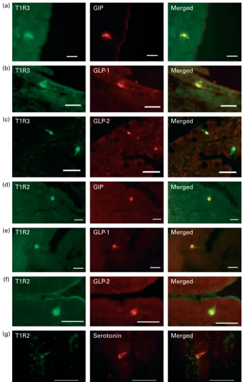 Fig. 3. Detection and localisation of gut hormones and sweet taste receptor subunits T1R2 and T1R3 across crypt – villus axis of swine small intestine
