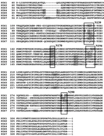 Fig. 1. Alignment of the extracellular portion of rat P2X-family receptors protein sequences